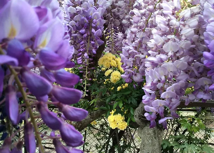 Fiorenza & Banksia Meuble 2* Алассио